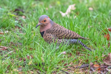 Closeup of a northern flicker.