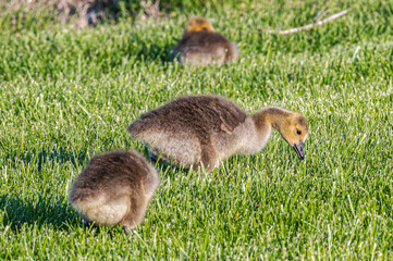Goslings, or baby geese.