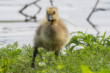 Closeup of a gosling, or baby goose.
