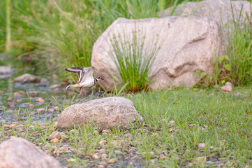 Closeup of a killdeer.