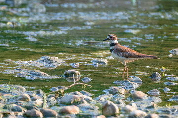 Closeup of a killdeer.