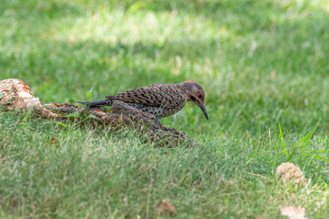 Closeup of a Northern flicker.