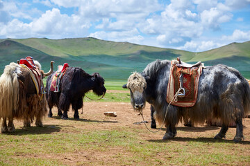Mongolian Cultural Landscape of Gers and Livestock on the Burd Steppe.