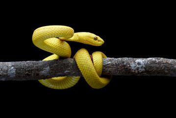 Yellow white-lipped pit viper in black background