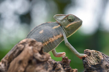Baby veiled chameleon standing on a branch
