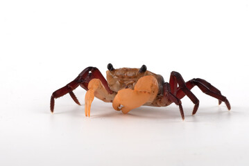 Close up of an apple crab  in white background