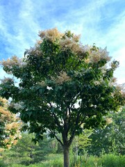 beautiful tree in the park