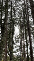 tall trees in the forest