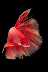 The moving moment beautiful of betta fish .Capture the moving moment of white siamese fighting fish...