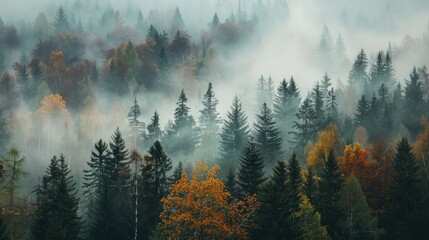 Autumn scenery with foggy forest and serene morning atmosphere - Powered by Adobe
