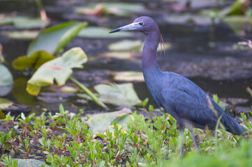 Closeup of a little blue heron.