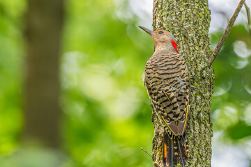 Closeup of a Northern flicker.
