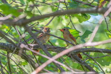 Female northern cardinal with her chick.