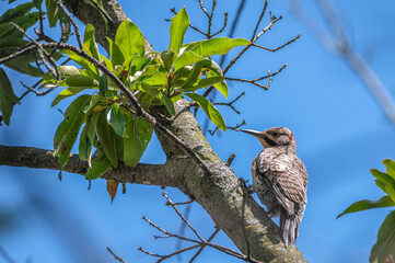 Closeup of a Northern flicker.