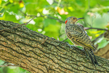 Closeup of a northern flicker.