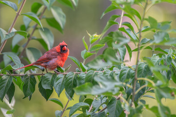Closeup of a male northern cardinal.
