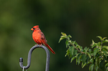 Closeup of a male northern cardinal.