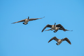 Canada geese in flight.