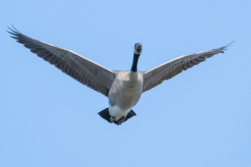 Canada geese in flight.