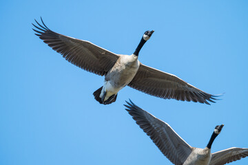 Canada geese in flight.