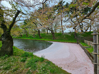 River with sakura petals