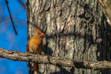 Female northern cardinal.