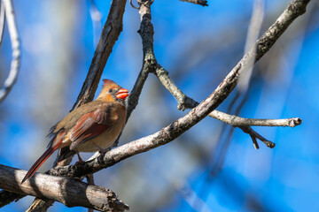Female northern cardinal.