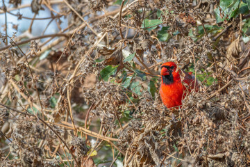 Male northern cardinal.