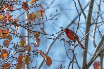 Male northern cardinal.