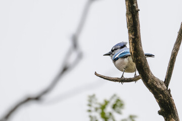 Closeup of a bluejay.