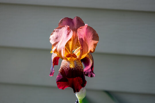 Macro view of a single blooming crimson red bearded iris flower (iris germanica) in varying shades of purple and yellow