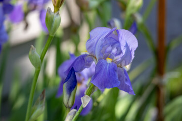 Abstract macro view of a single blooming lavender color bearded iris flower in dappled sunlight and defocused background