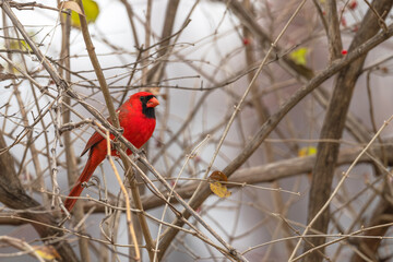 Male northern cardinal.