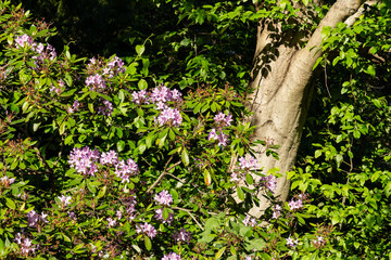 pink flowers on green bush growing near a tree trunk in summer time nature landscape