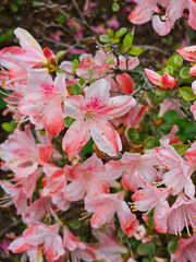 Azalea