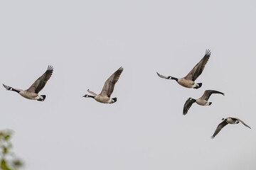 Flock of Canada geese in flight.