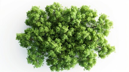 Obraz premium Top view of lush green tree canopy, Generative AI