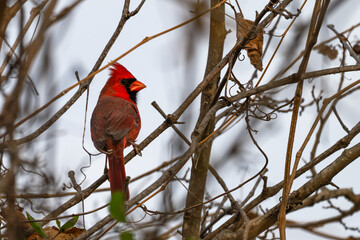 Closeup of a male northern cardinal.
