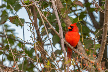 Closeup of a male northern cardinal.