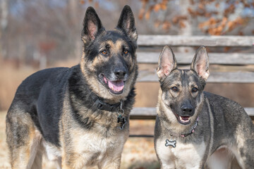 Pair of German shepherds.