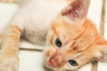 close up of sleeping orange kitten