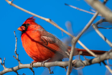 Closeup of a male northern cardinal.