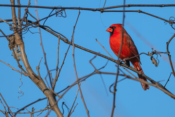Closeup of a male northern cardinal.