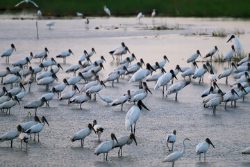 a massive group of jabiru stork standing in a wetland of Belize
