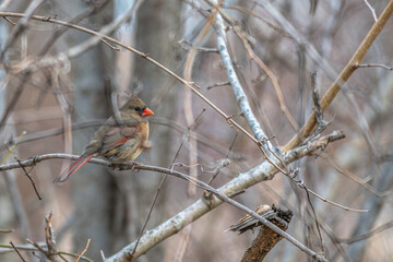 Closeup of a female northern cardinal.