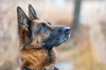 Closeup of a German shepherd. 