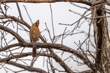 Closeup of a male northern cardinal.