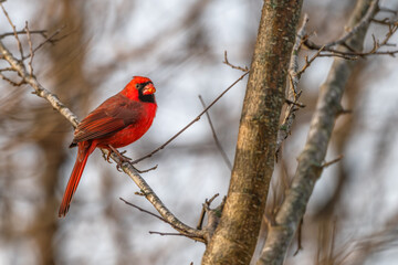 Closeup of a male northern cardinal.