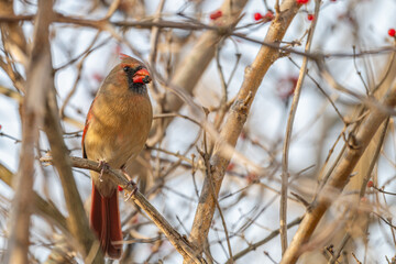 Closeup of a male northern cardinal.