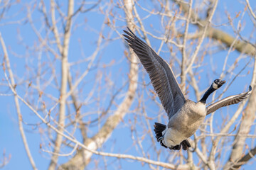 Canada geese in flight.